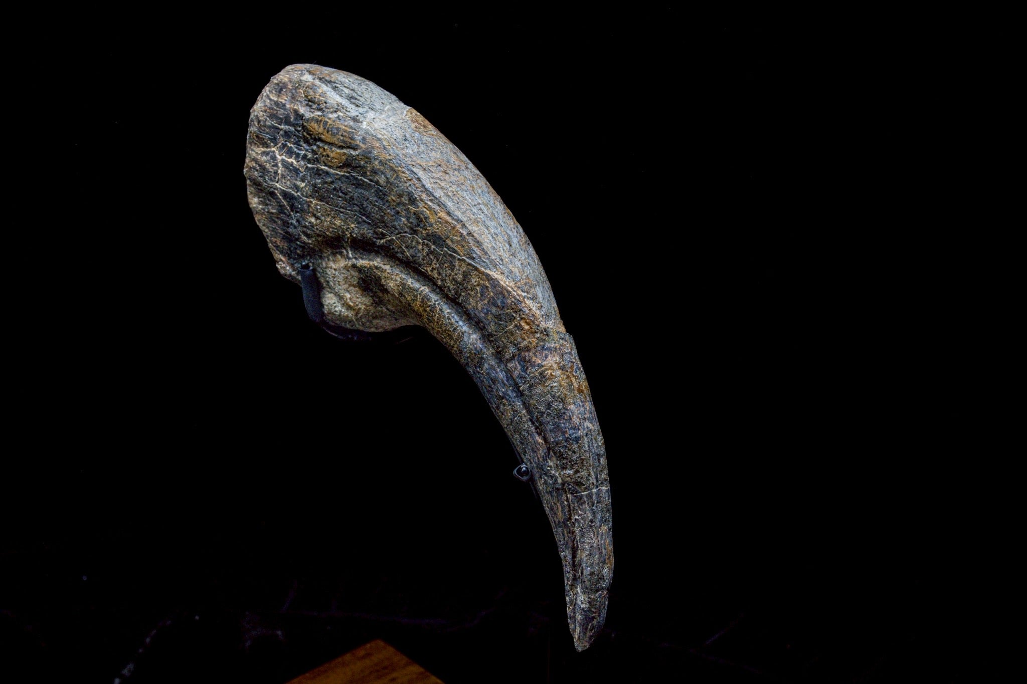30CM Suchomimus Claw Fossil – Iconic Spinosaurid Predator