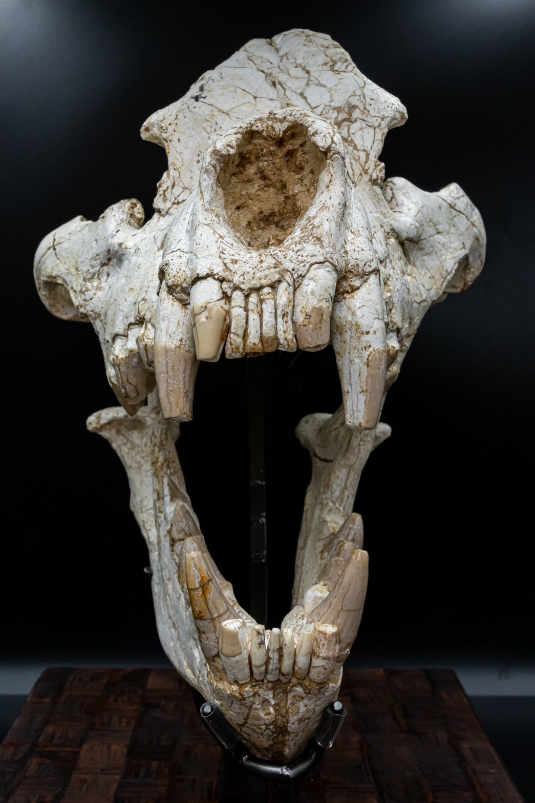 Giant Hyena (Pachycrocuta brevirostris) – Museum-Grade Complete Skull Fossil 50CM