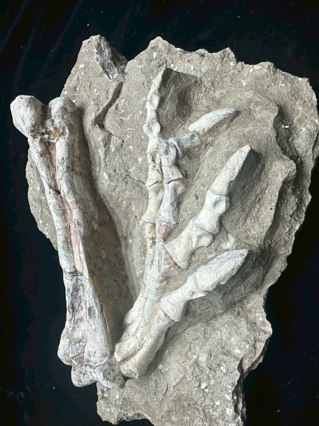 Psittacosaurus Hindlimb &amp; Foot Fossil – Early Cretaceous Dinosaur (East Asia)