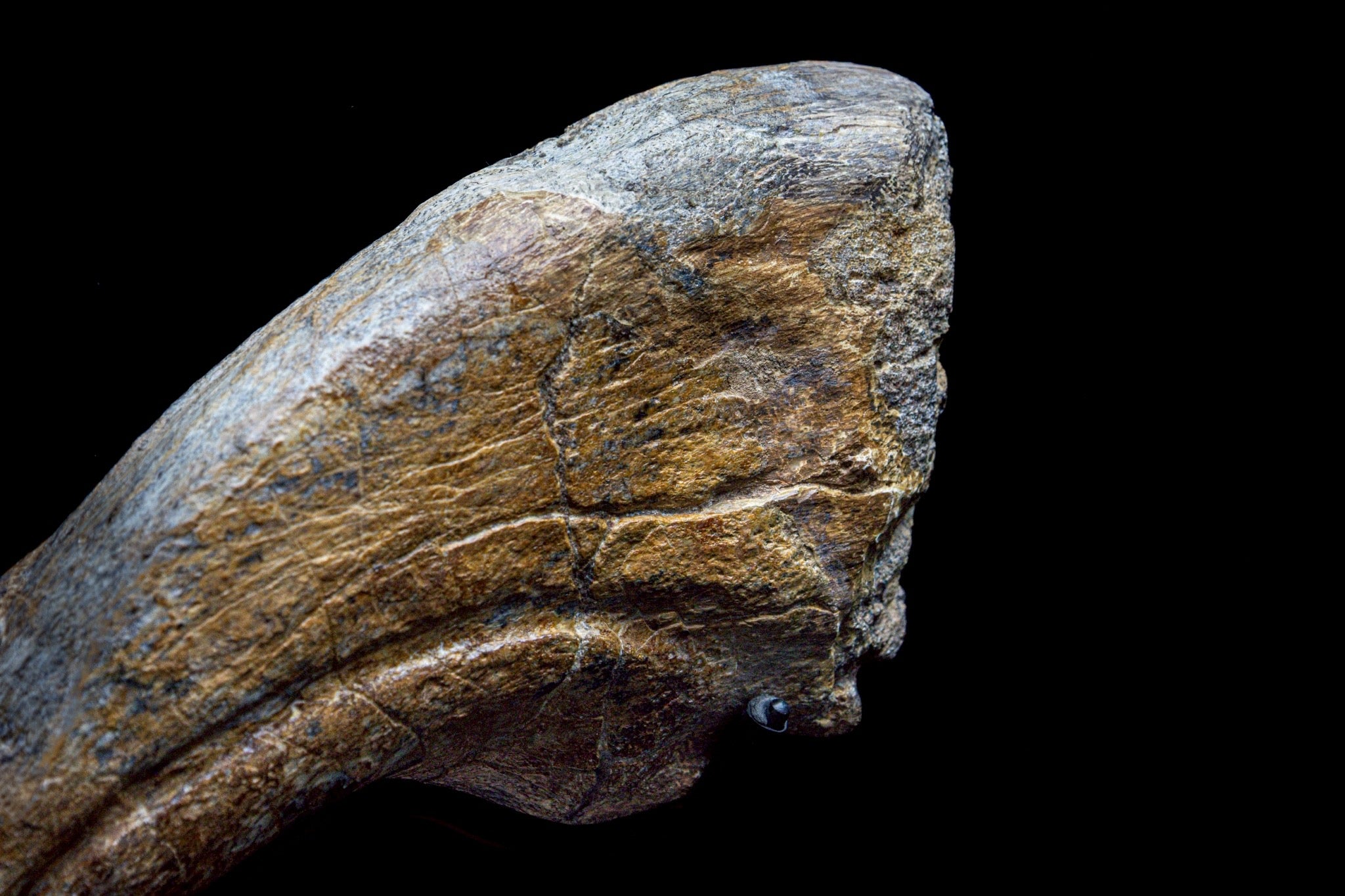 30CM Suchomimus Claw Fossil – Iconic Spinosaurid Predator