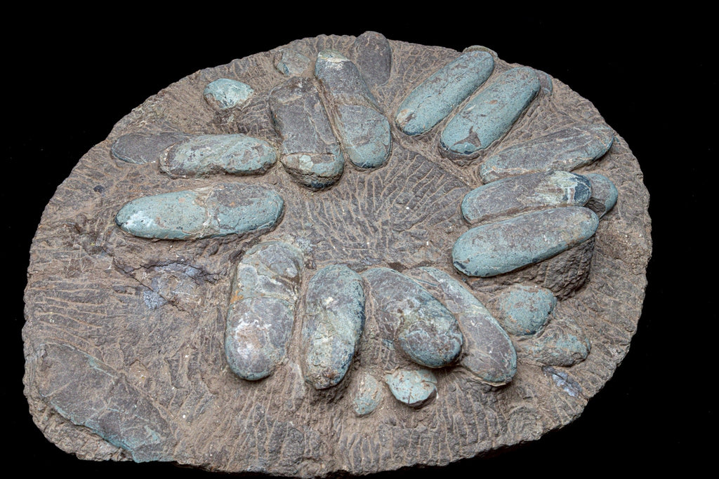 Oviraptor Egg Cluster Fossil – Exceptional Late Cretaceous Predator Nest