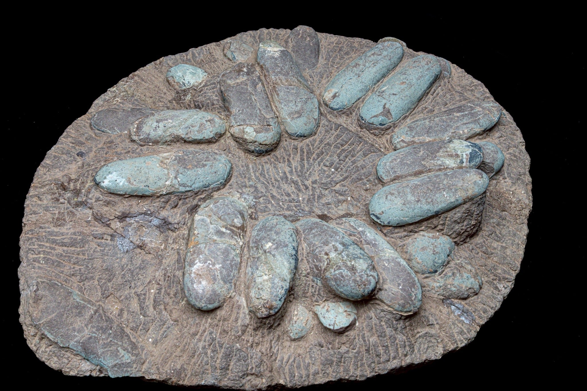 Oviraptor Egg Cluster Fossil – Exceptional Late Cretaceous Predator Nest