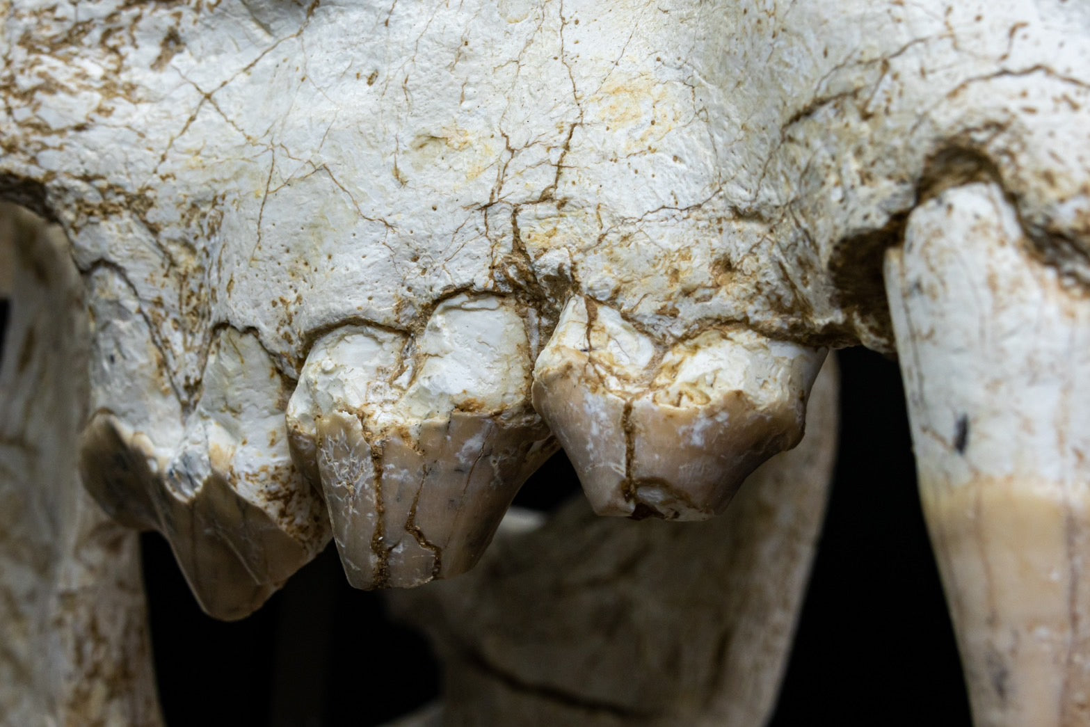 Giant Hyena (Pachycrocuta brevirostris) – Museum-Grade Complete Skull Fossil 50CM