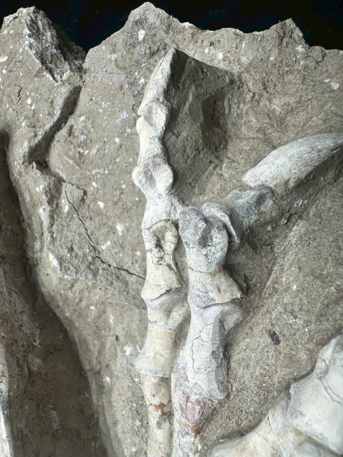 Psittacosaurus Hindlimb &amp; Foot Fossil – Early Cretaceous Dinosaur (East Asia)