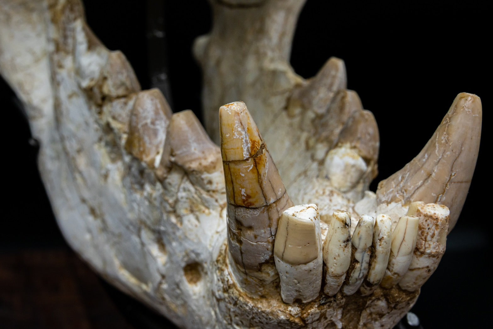 Giant Hyena (Pachycrocuta brevirostris) – Museum-Grade Complete Skull Fossil 50CM