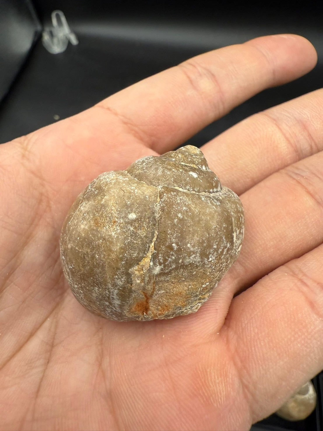 16USD - 🐚 Ampullina depressa Fossil – Eocene Gastropod (3–4 cm)