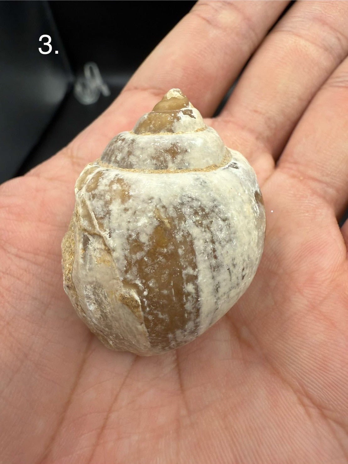 16USD - 🐚 Ampullina depressa Fossil – Eocene Gastropod (3–4 cm)
