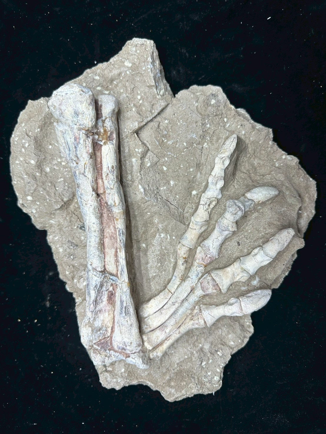 Psittacosaurus Hindlimb &amp; Foot Fossil – Early Cretaceous Dinosaur (East Asia)