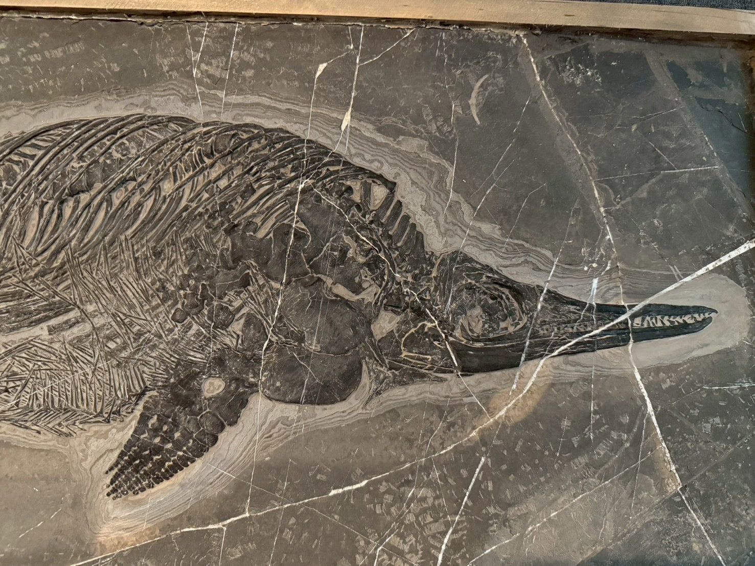 Exceptional Mixosaurus Fossil – Complete Skeleton with Stunning Detail  133CM