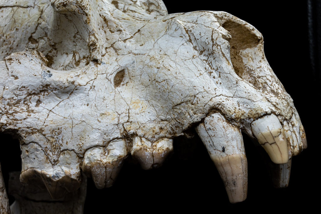 Giant Hyena (Pachycrocuta brevirostris) – Museum-Grade Complete Skull Fossil 50CM