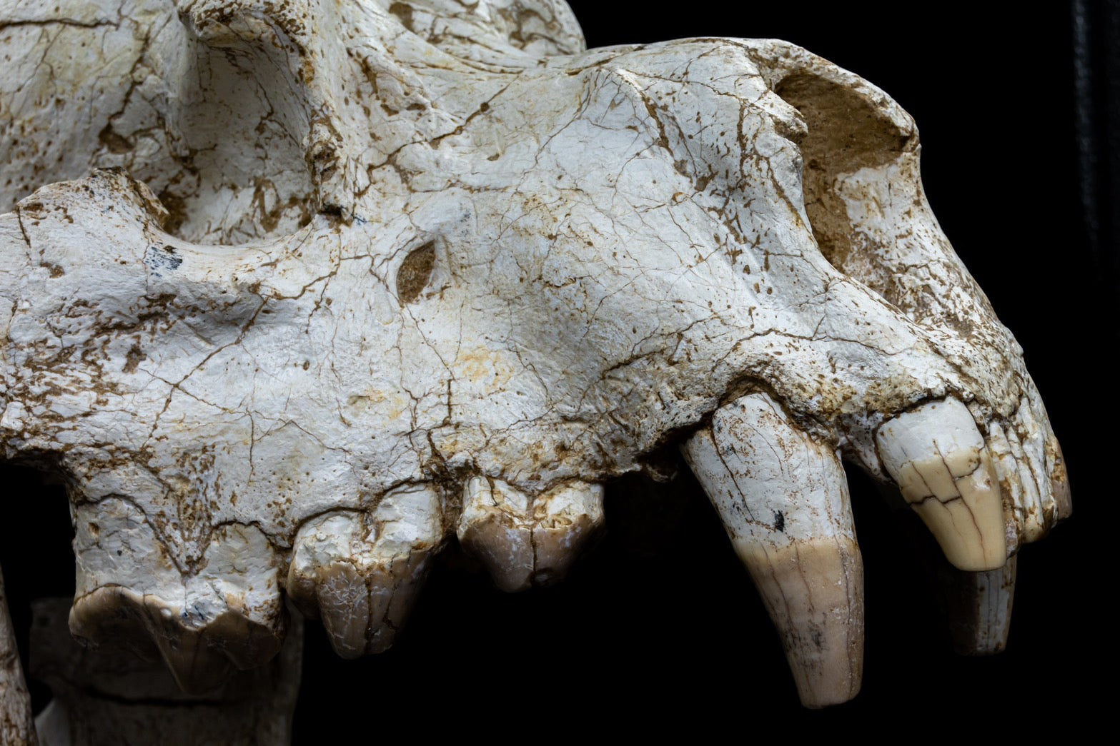 Giant Hyena (Pachycrocuta brevirostris) – Museum-Grade Complete Skull Fossil 50CM