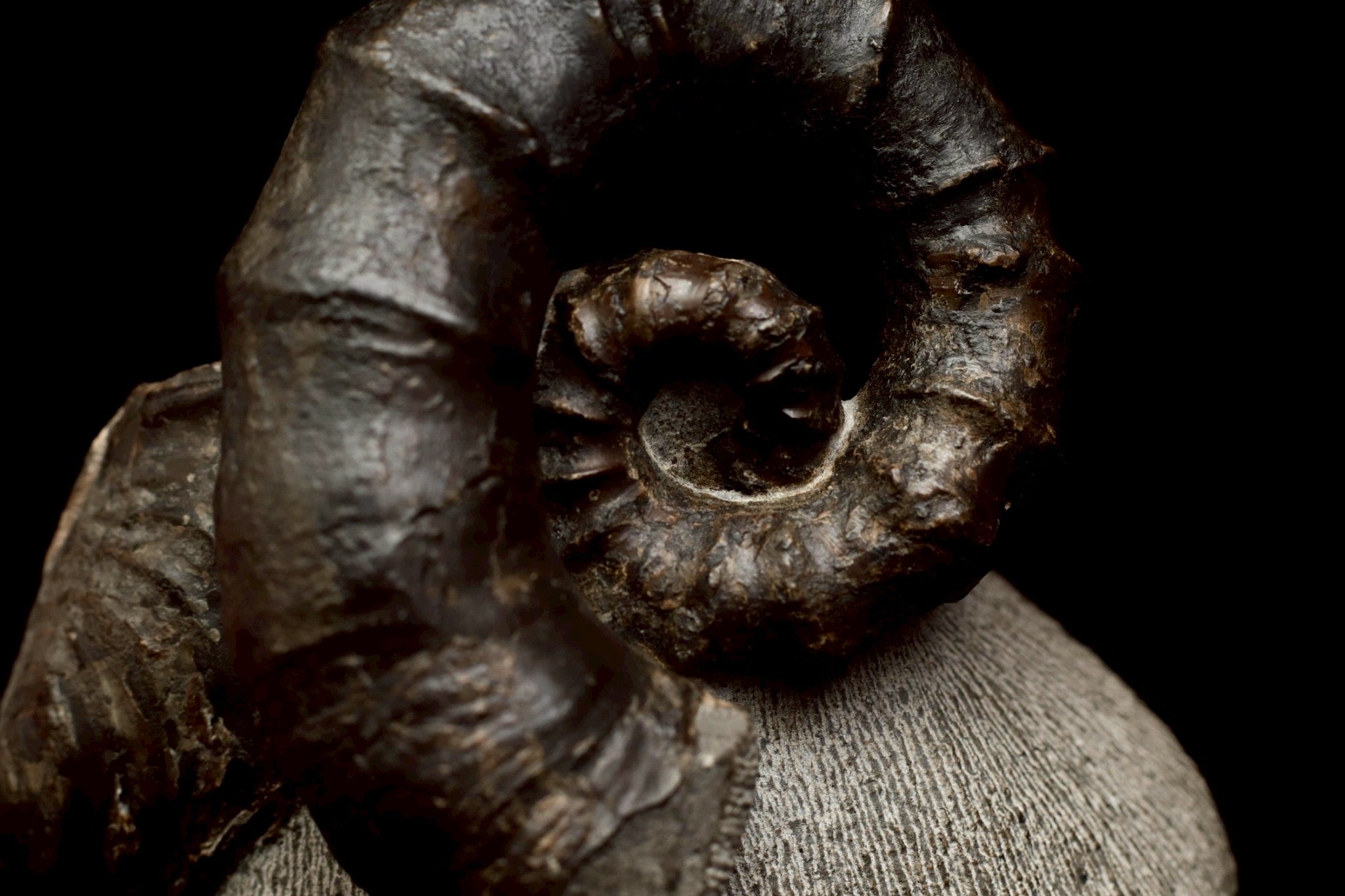 Ainoceras kamuy Fossil – Rare Late Cretaceous Ammonite from Japan