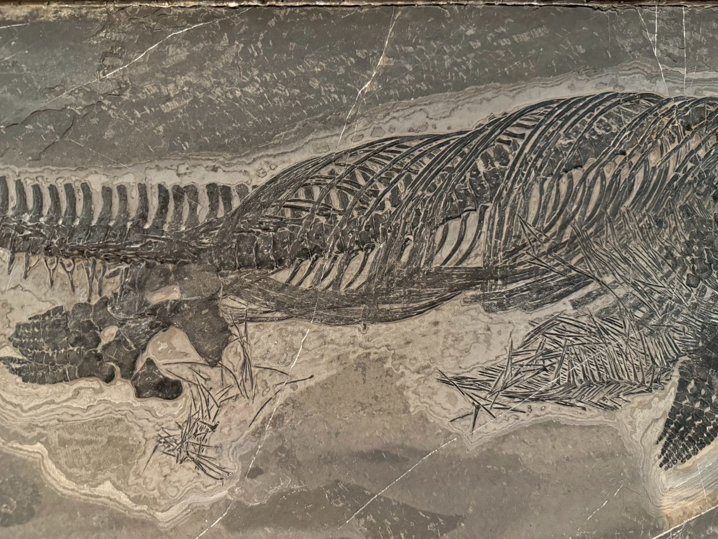Exceptional Mixosaurus Fossil – Complete Skeleton with Stunning Detail  133CM