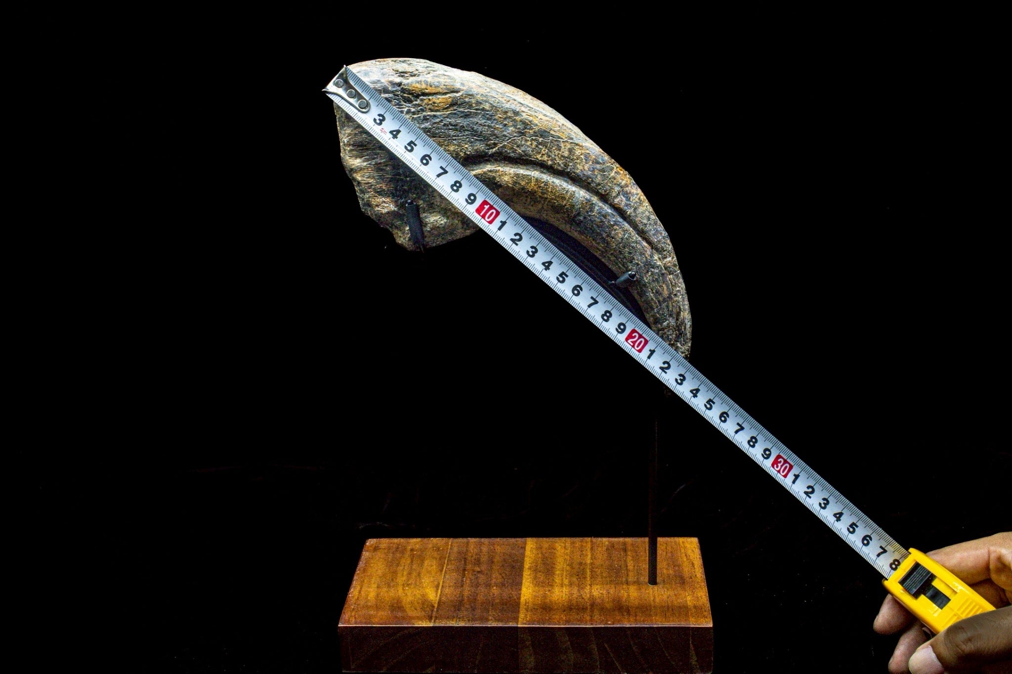 30CM Suchomimus Claw Fossil – Iconic Spinosaurid Predator