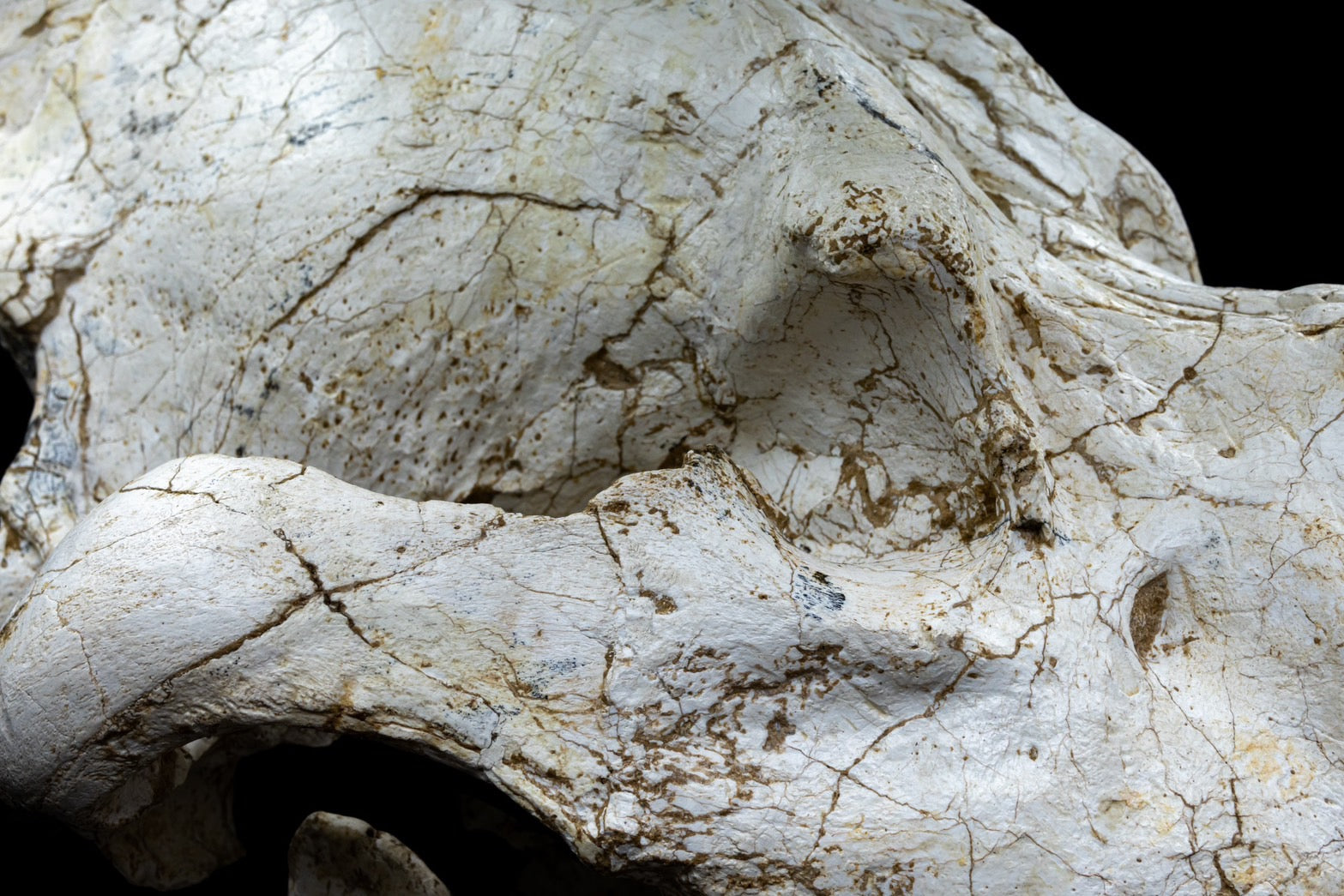 Giant Hyena (Pachycrocuta brevirostris) – Museum-Grade Complete Skull Fossil 50CM