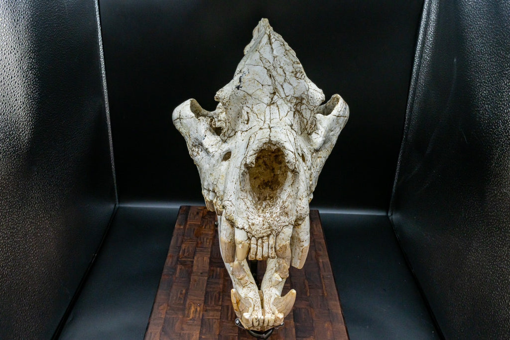 Giant Hyena (Pachycrocuta brevirostris) – Museum-Grade Complete Skull Fossil 50CM