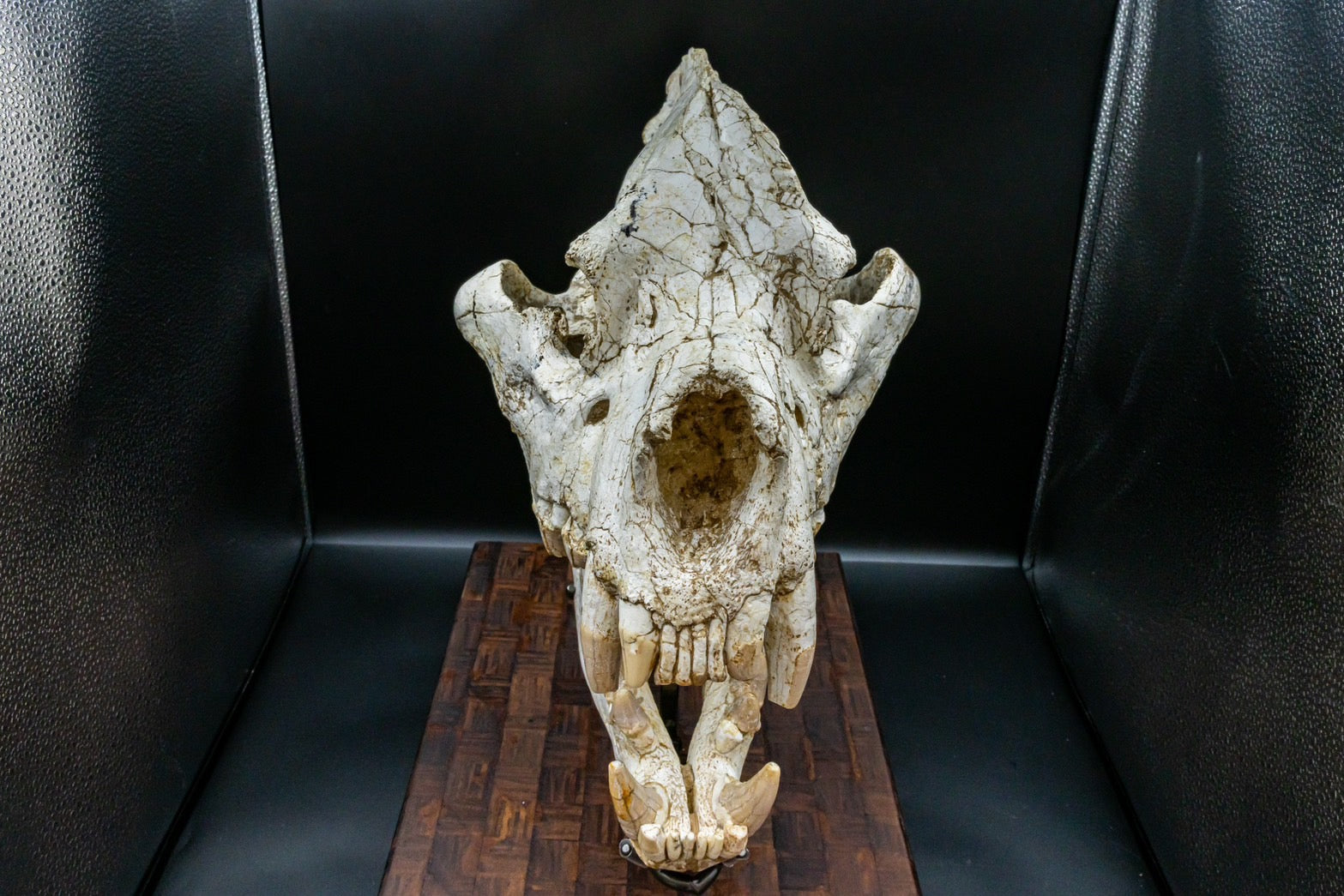 Giant Hyena (Pachycrocuta brevirostris) – Museum-Grade Complete Skull Fossil 50CM