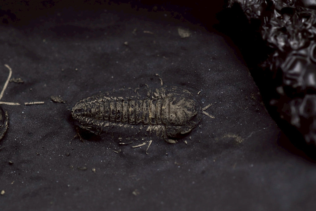 Triarthrus eatoni – Ultra-Rare Ordovician Trilobite with Fully Preserved Appendages