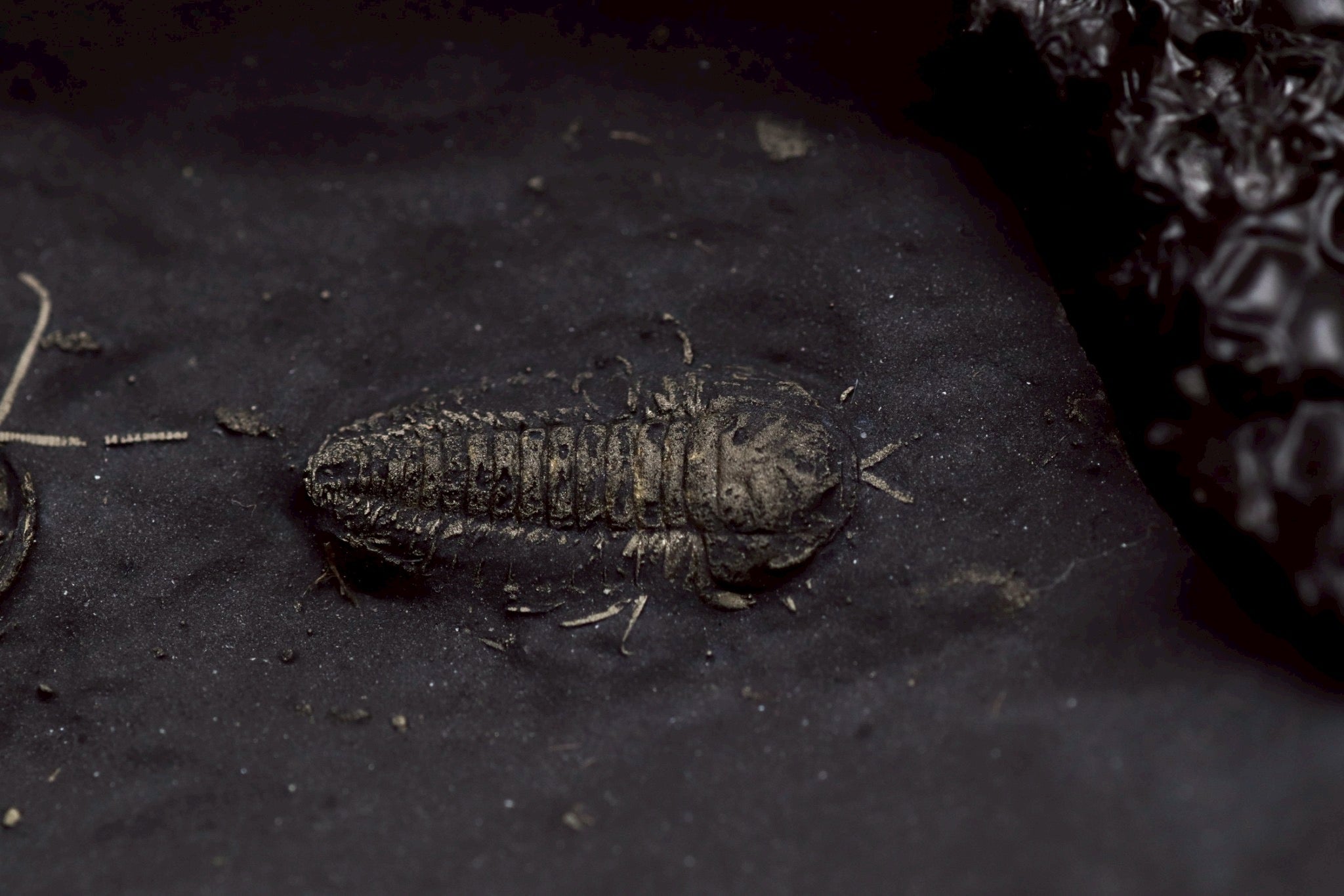 Triarthrus eatoni – Ultra-Rare Ordovician Trilobite with Fully Preserved Appendages