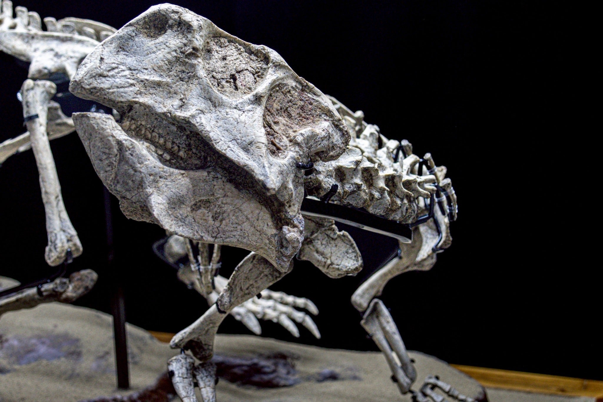 Psittacosaurus Fossil Skeleton – Museum-Grade Icon of the Early Cretaceous
