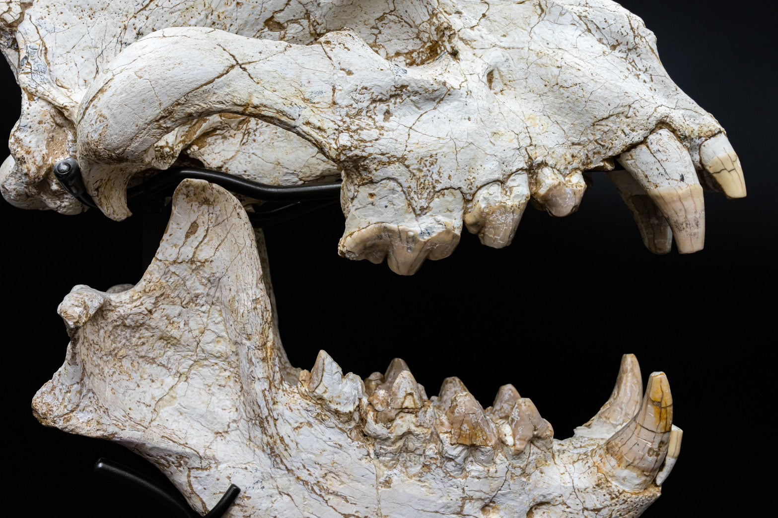 Giant Hyena (Pachycrocuta brevirostris) – Museum-Grade Complete Skull Fossil 50CM