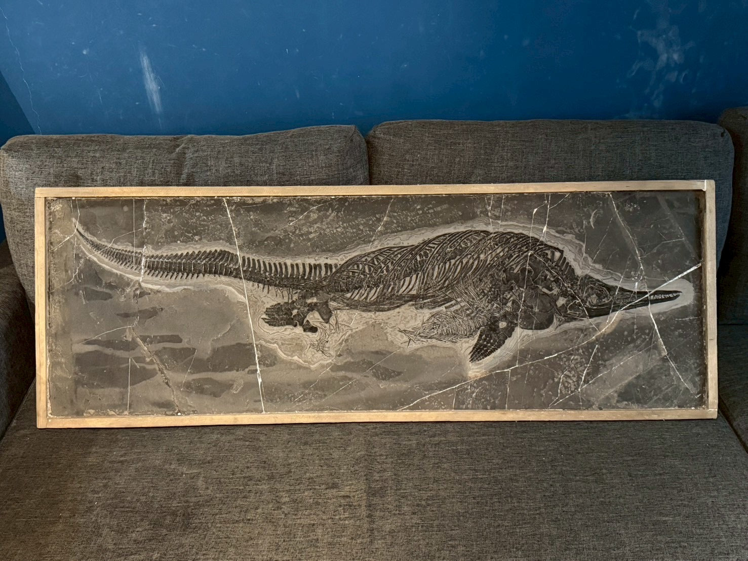 Exceptional Mixosaurus Fossil – Complete Skeleton with Stunning Detail  133CM