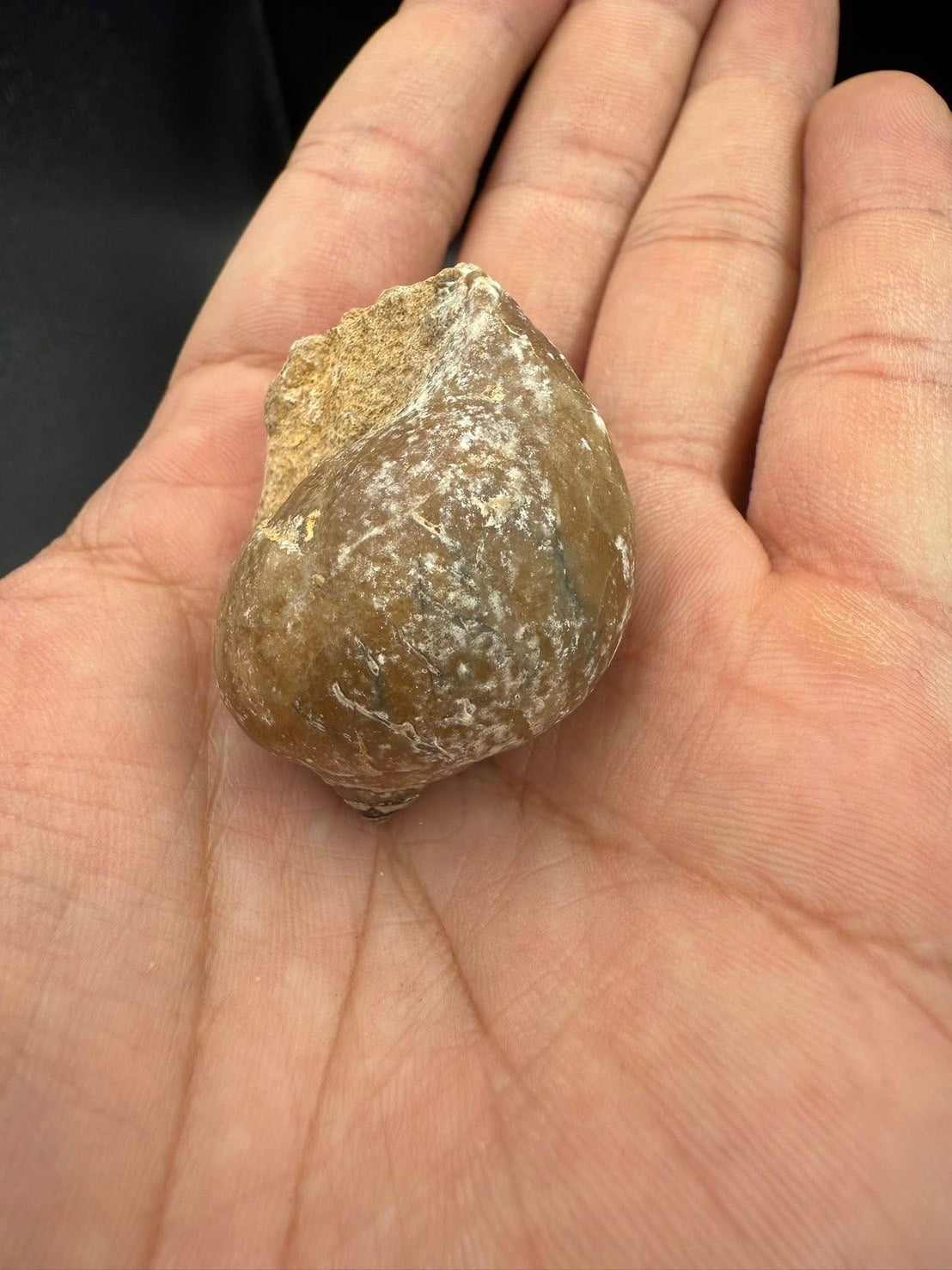 16USD - 🐚 Ampullina depressa Fossil – Eocene Gastropod (3–4 cm)