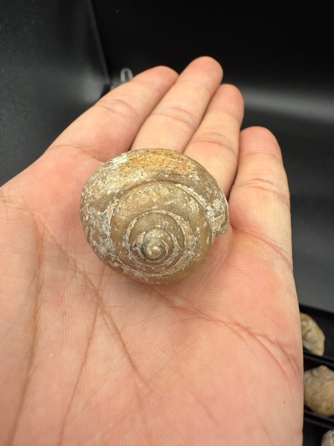 16USD - 🐚 Ampullina depressa Fossil – Eocene Gastropod (3–4 cm)