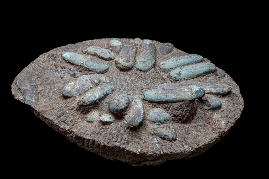 Oviraptor Egg Cluster Fossil – Exceptional Late Cretaceous Predator Nest
