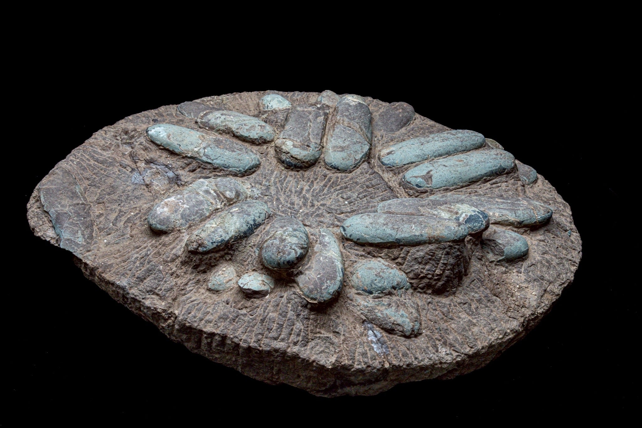 Oviraptor Egg Cluster Fossil – Exceptional Late Cretaceous Predator Nest