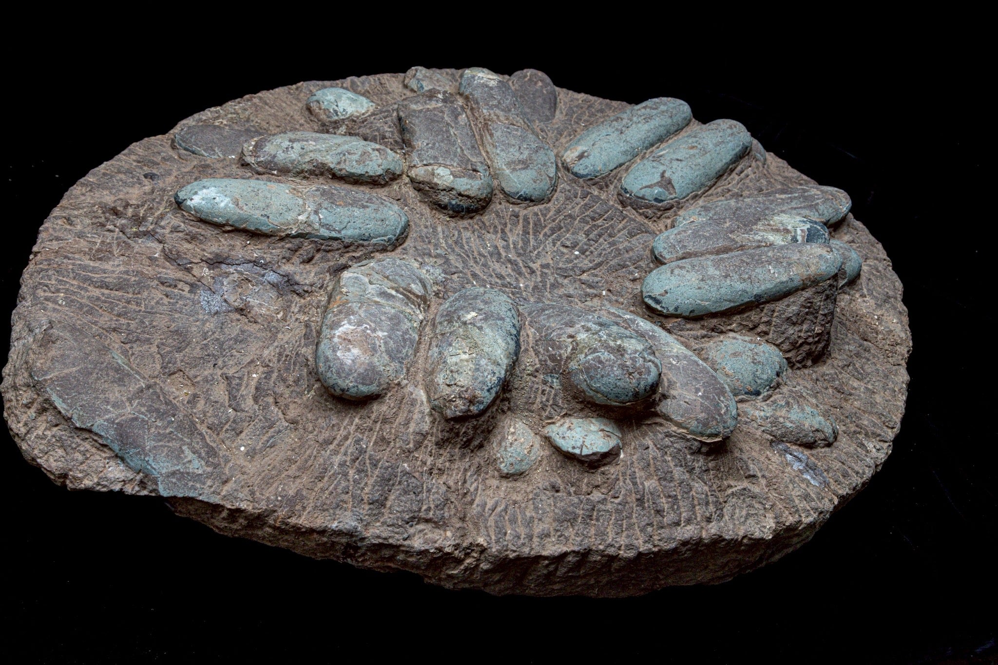 Oviraptor Egg Cluster Fossil – Exceptional Late Cretaceous Predator Nest