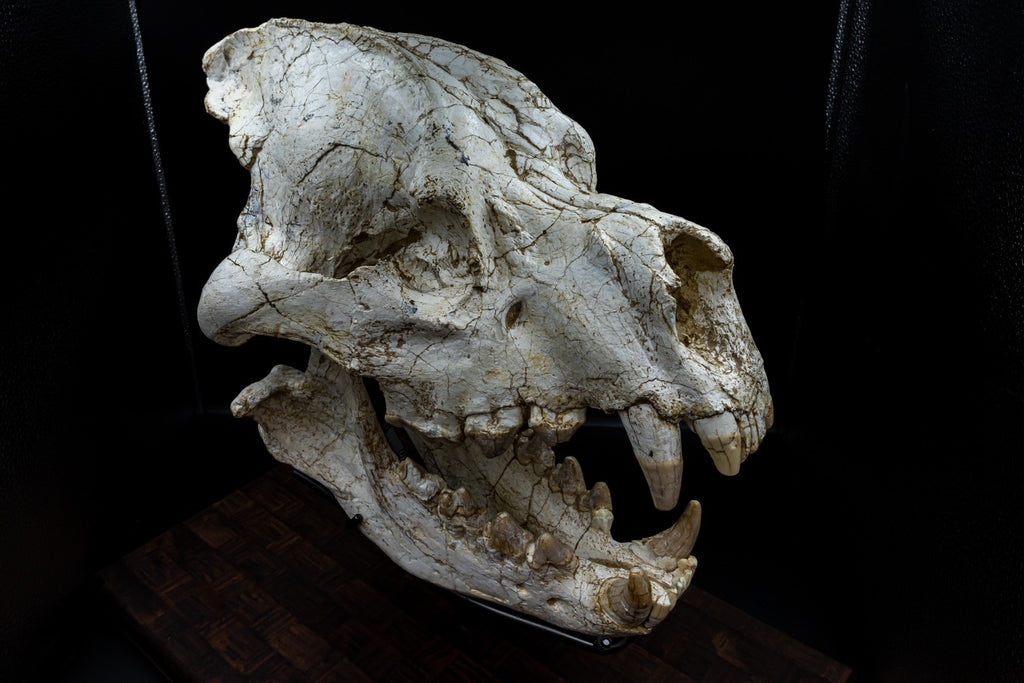 Giant Hyena (Pachycrocuta brevirostris) – Museum-Grade Complete Skull Fossil 50CM