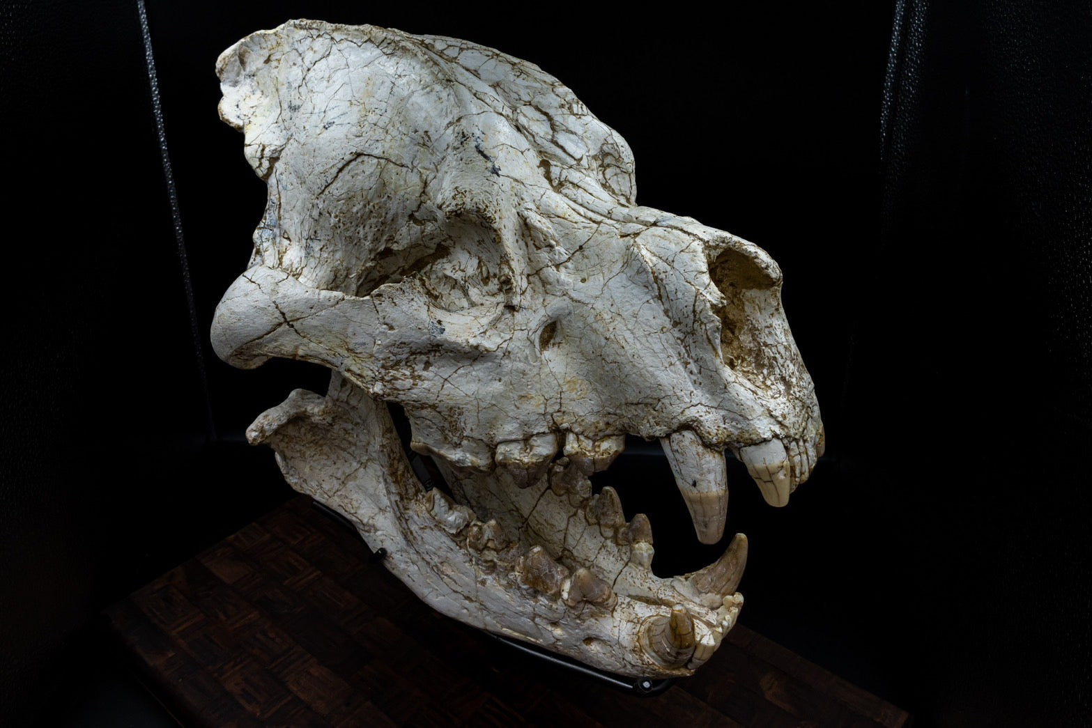 Giant Hyena (Pachycrocuta brevirostris) – Museum-Grade Complete Skull Fossil 50CM