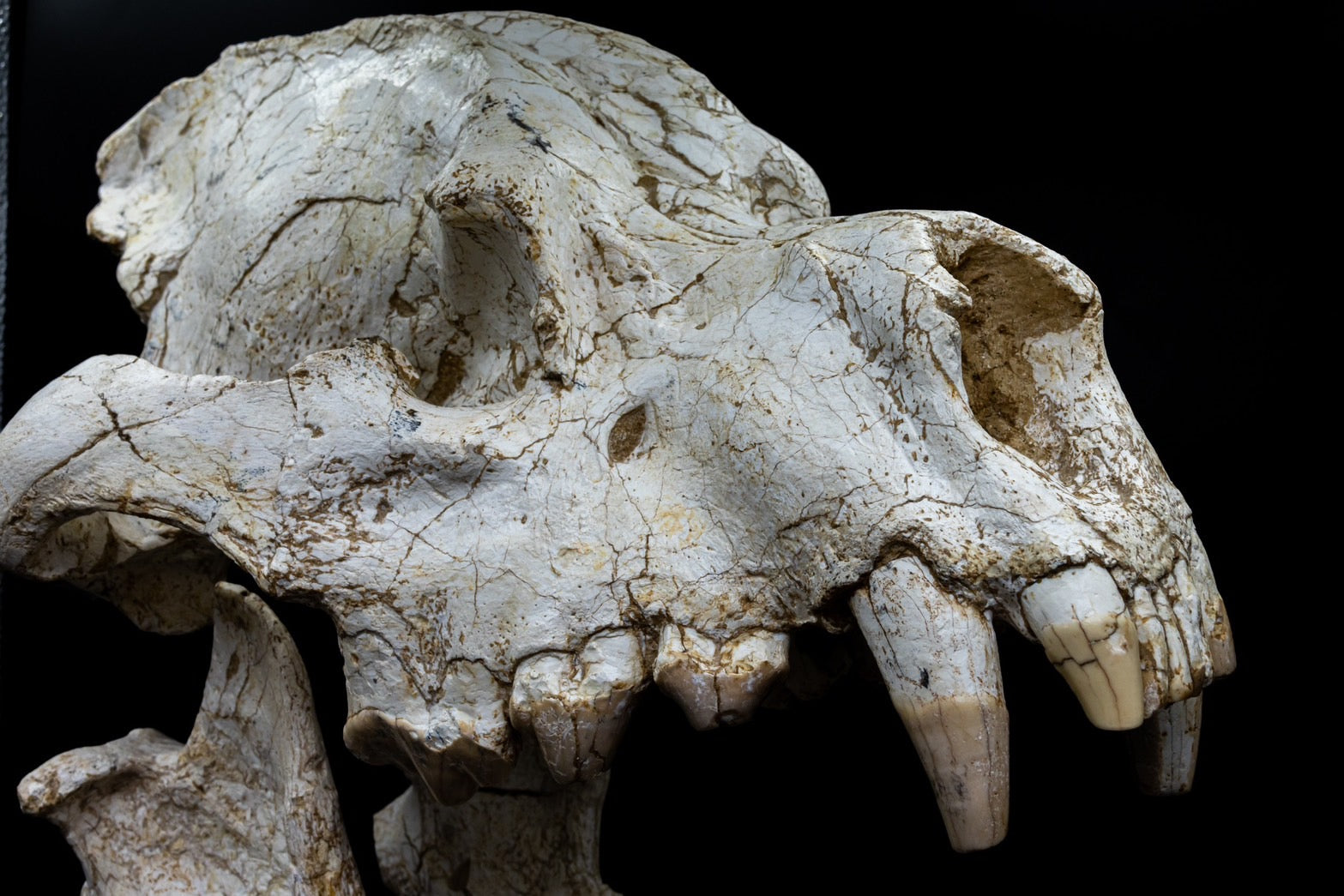 Giant Hyena (Pachycrocuta brevirostris) – Museum-Grade Complete Skull Fossil 50CM