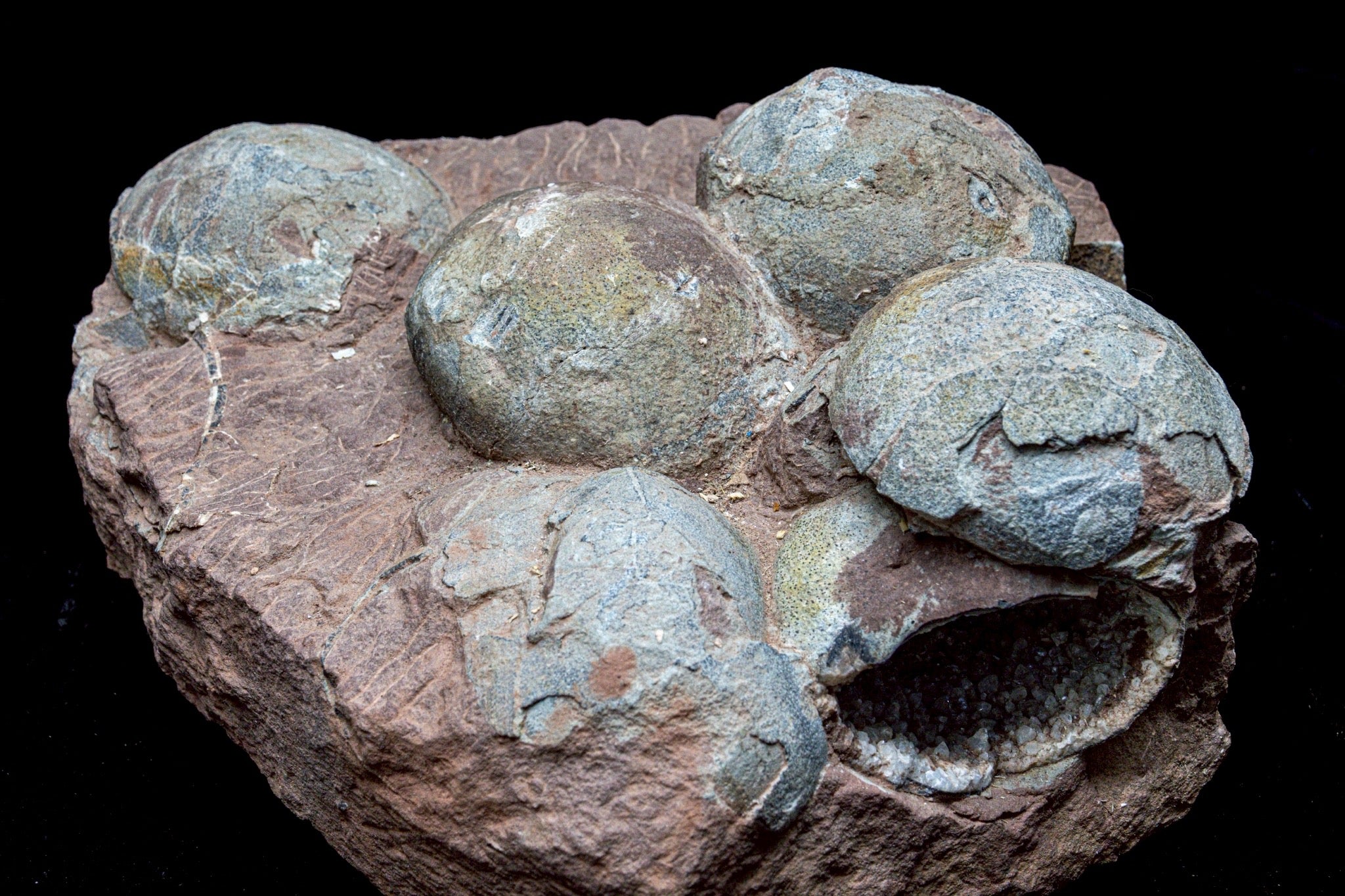 Hadrosaur Egg Fossil Cluster – Rare Late Cretaceous Dinosaur Nest with Crystal Formation