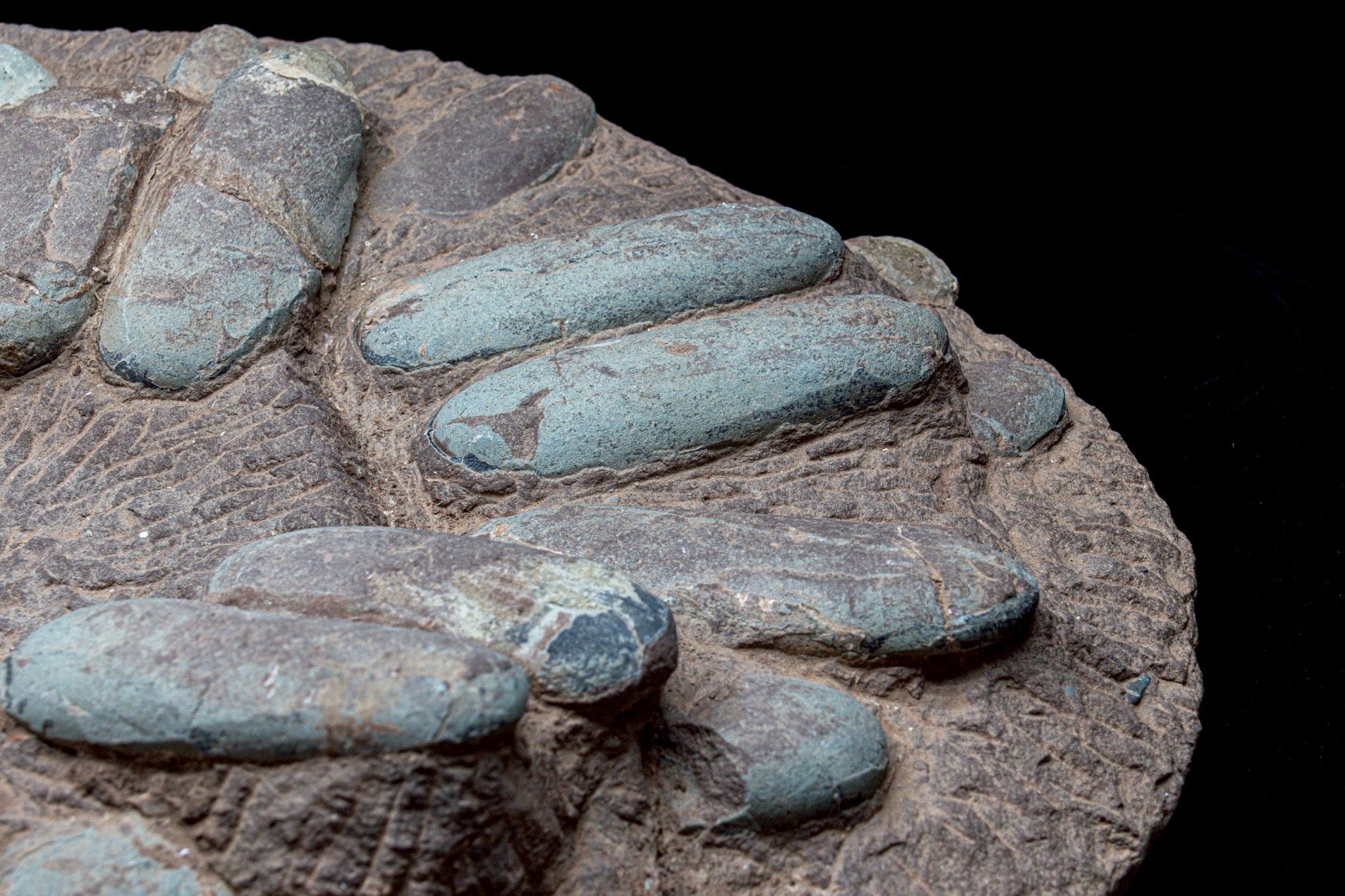 Oviraptor Egg Cluster Fossil – Exceptional Late Cretaceous Predator Nest