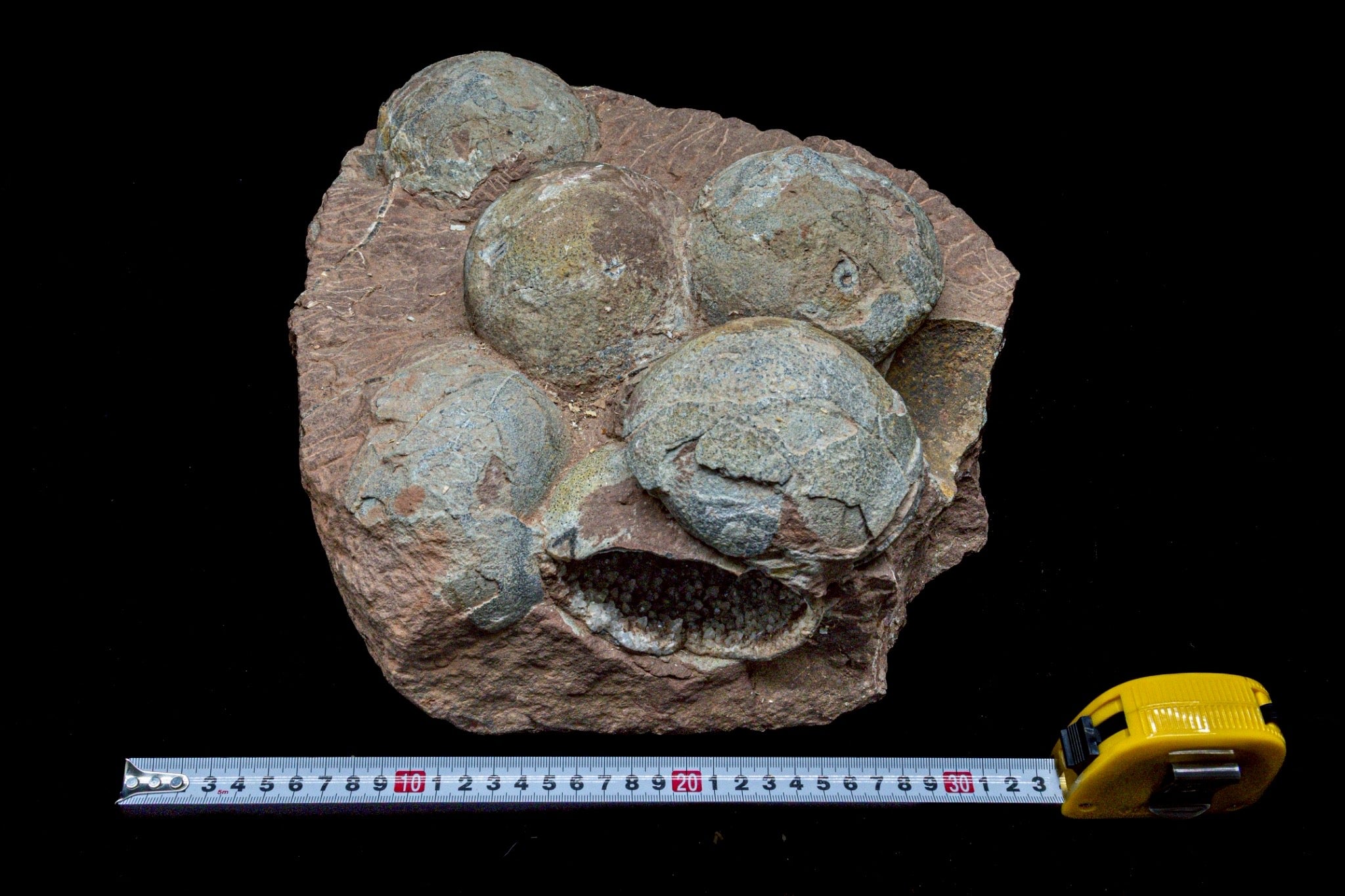 Hadrosaur Egg Fossil Cluster – Rare Late Cretaceous Dinosaur Nest with Crystal Formation