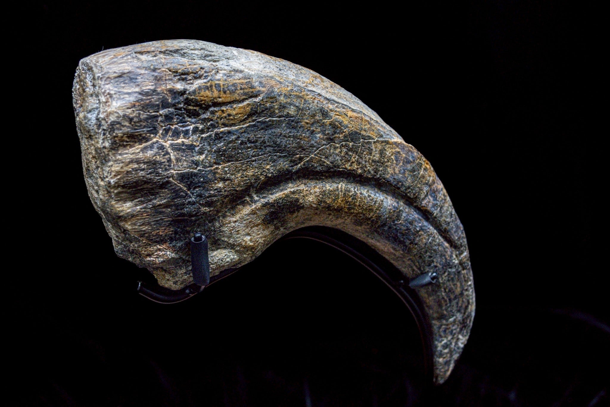 30CM Suchomimus Claw Fossil – Iconic Spinosaurid Predator