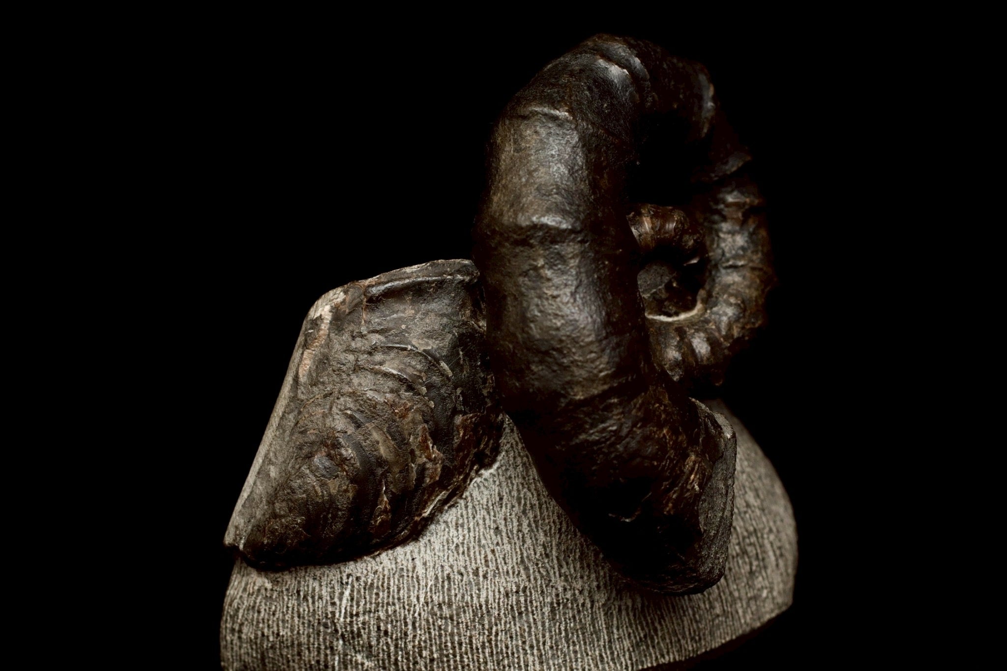 Ainoceras kamuy Fossil – Rare Late Cretaceous Ammonite from Japan