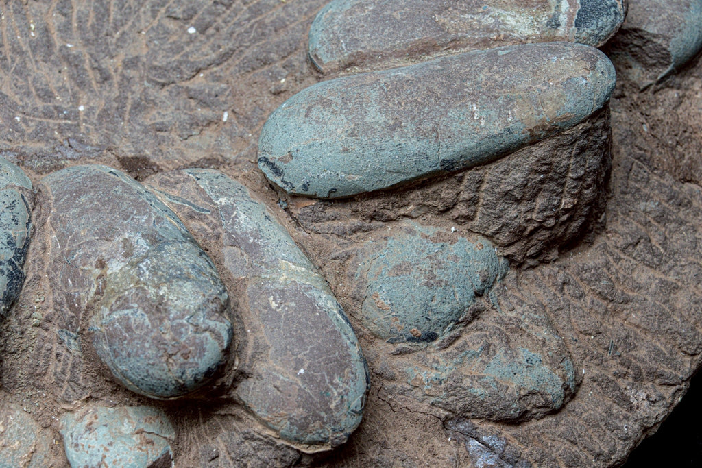 Oviraptor Egg Cluster Fossil – Exceptional Late Cretaceous Predator Nest