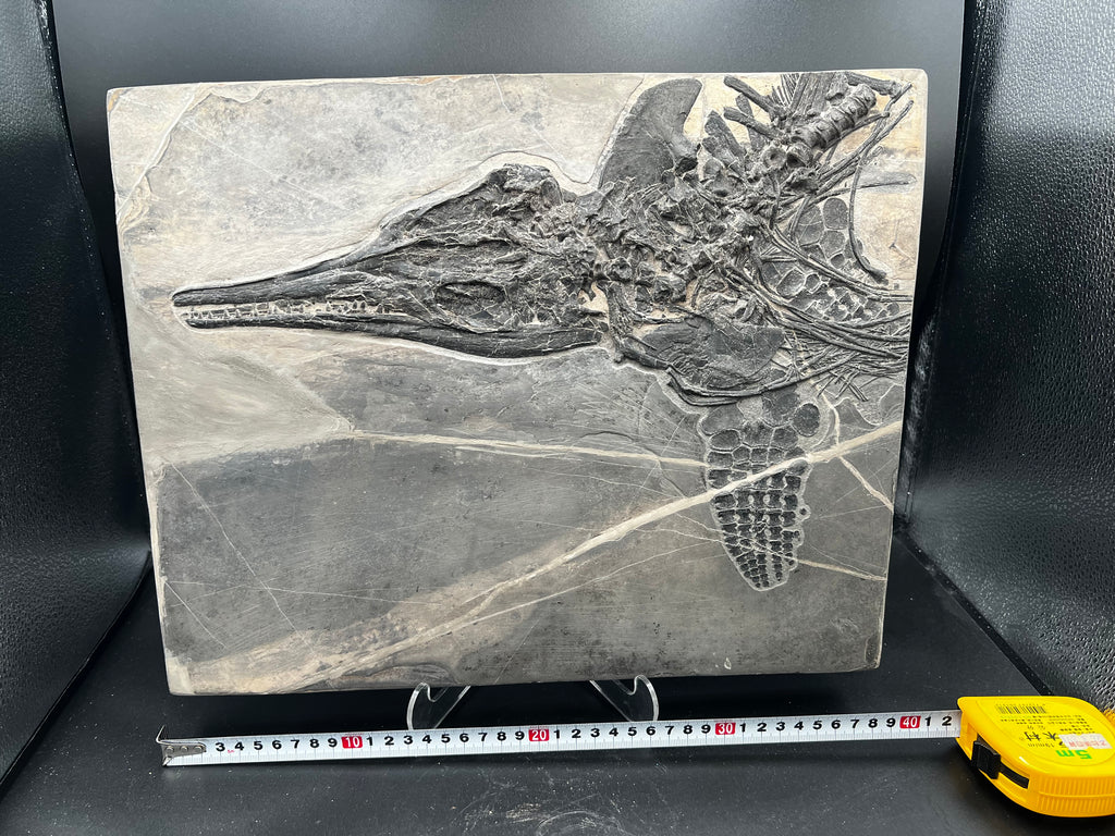 40CM - Jurassic Ocean Predator | Mixosaurus Fossil