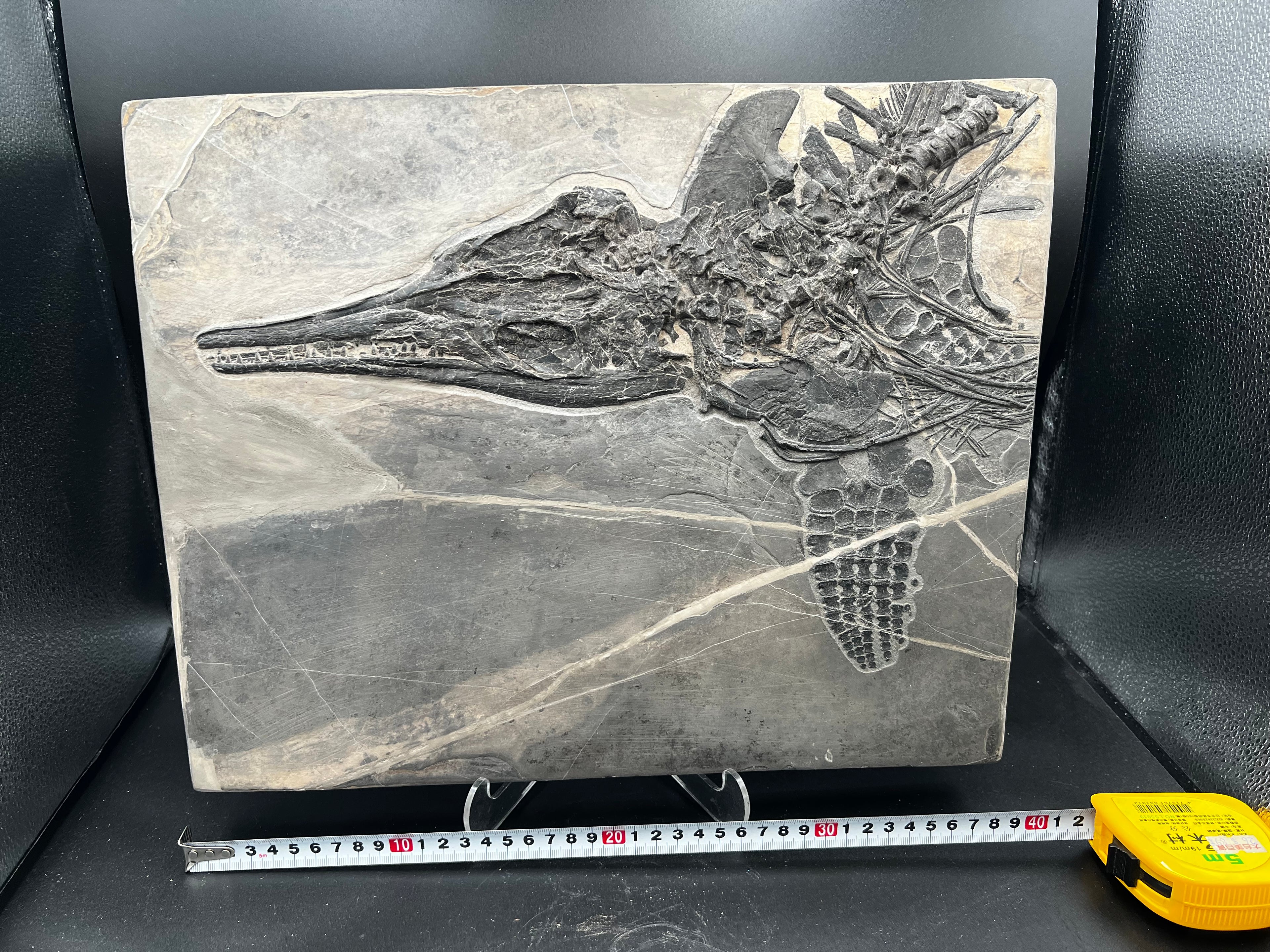 40CM - Jurassic Ocean Predator | Mixosaurus Fossil