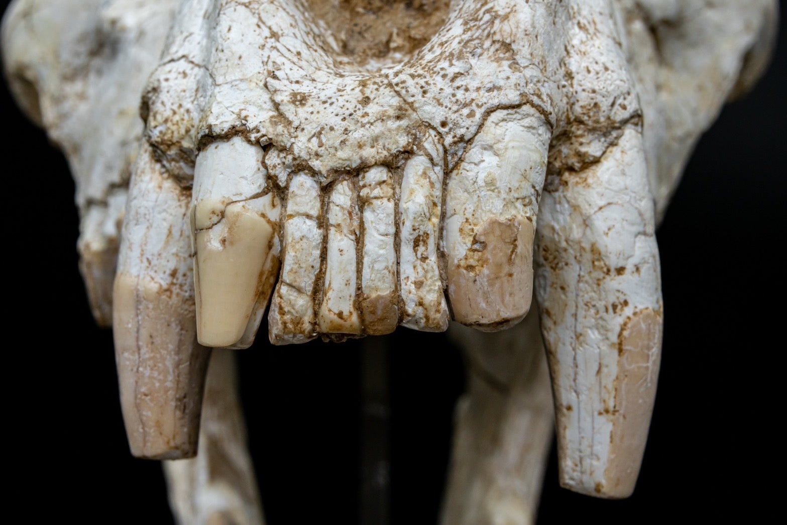 Giant Hyena (Pachycrocuta brevirostris) – Museum-Grade Complete Skull Fossil 50CM