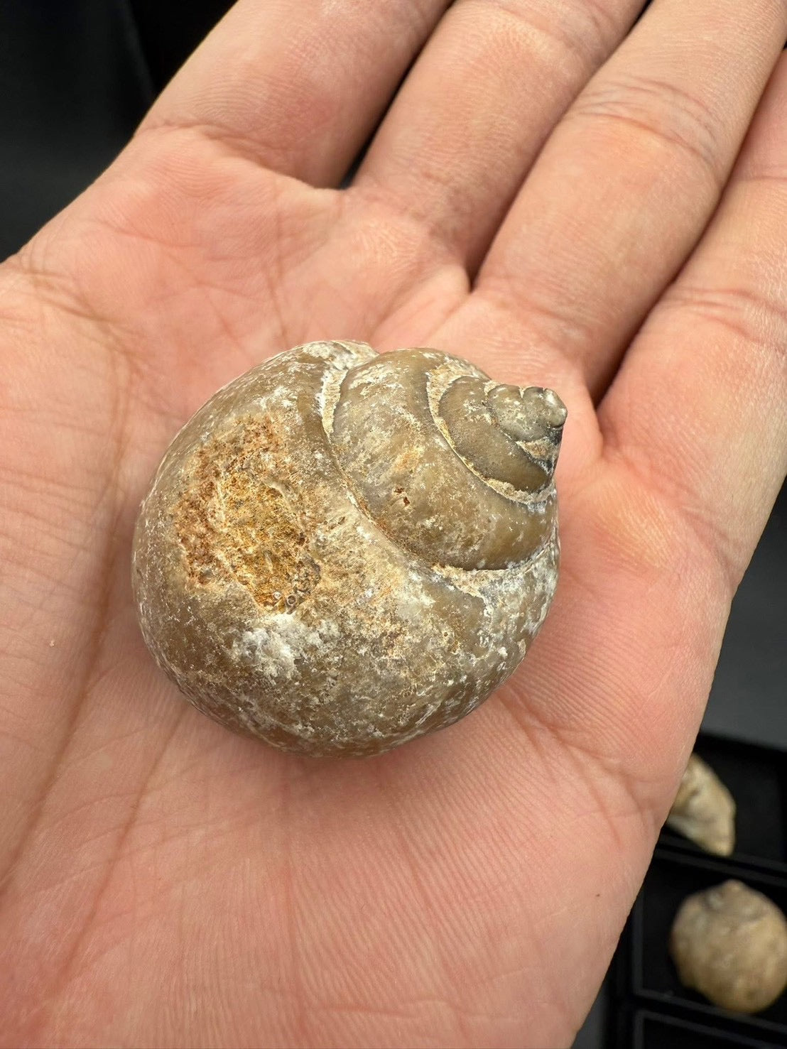 16USD - 🐚 Ampullina depressa Fossil – Eocene Gastropod (3–4 cm)