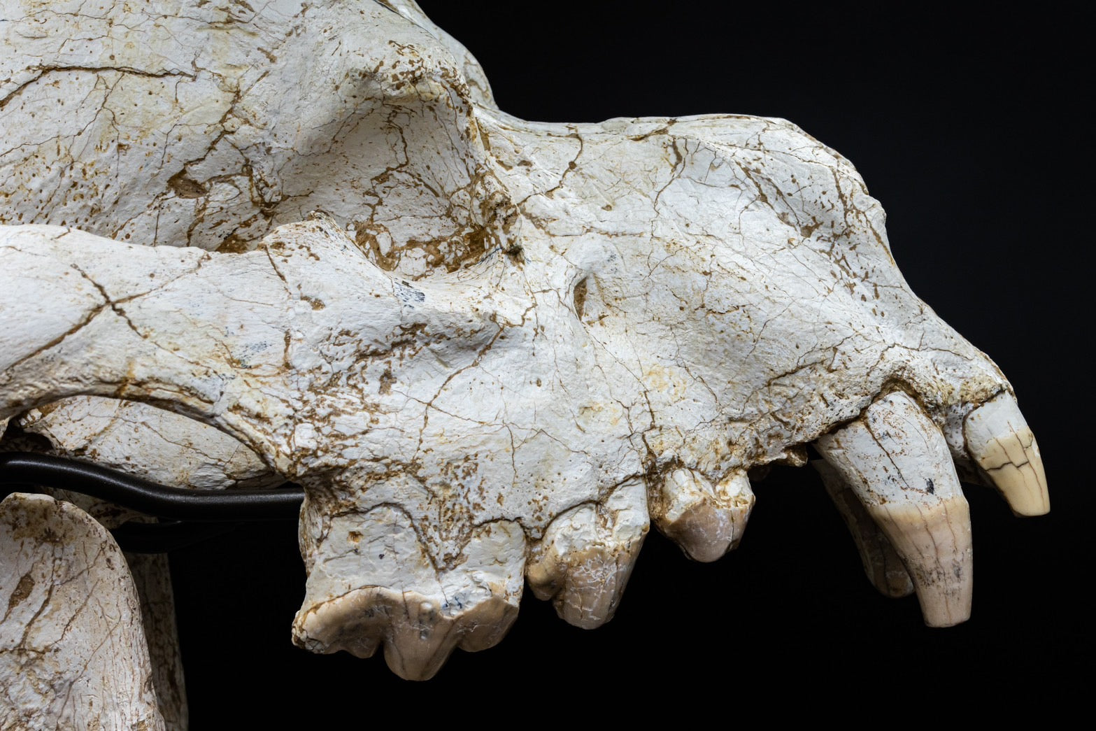 Giant Hyena (Pachycrocuta brevirostris) – Museum-Grade Complete Skull Fossil 50CM