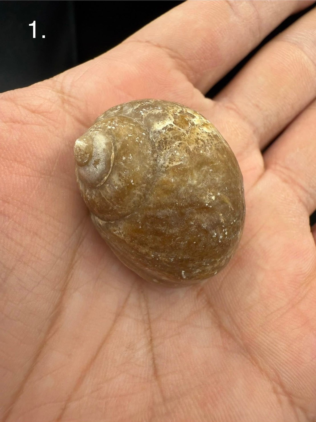 16USD - 🐚 Ampullina depressa Fossil – Eocene Gastropod (3–4 cm)