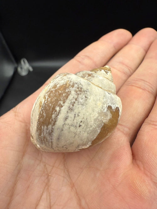 16USD - 🐚 Ampullina depressa Fossil – Eocene Gastropod (3–4 cm)