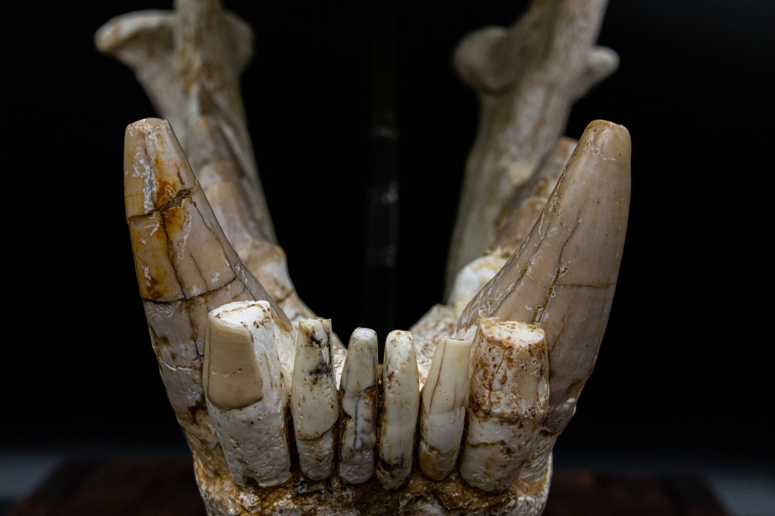 Giant Hyena (Pachycrocuta brevirostris) – Museum-Grade Complete Skull Fossil 50CM