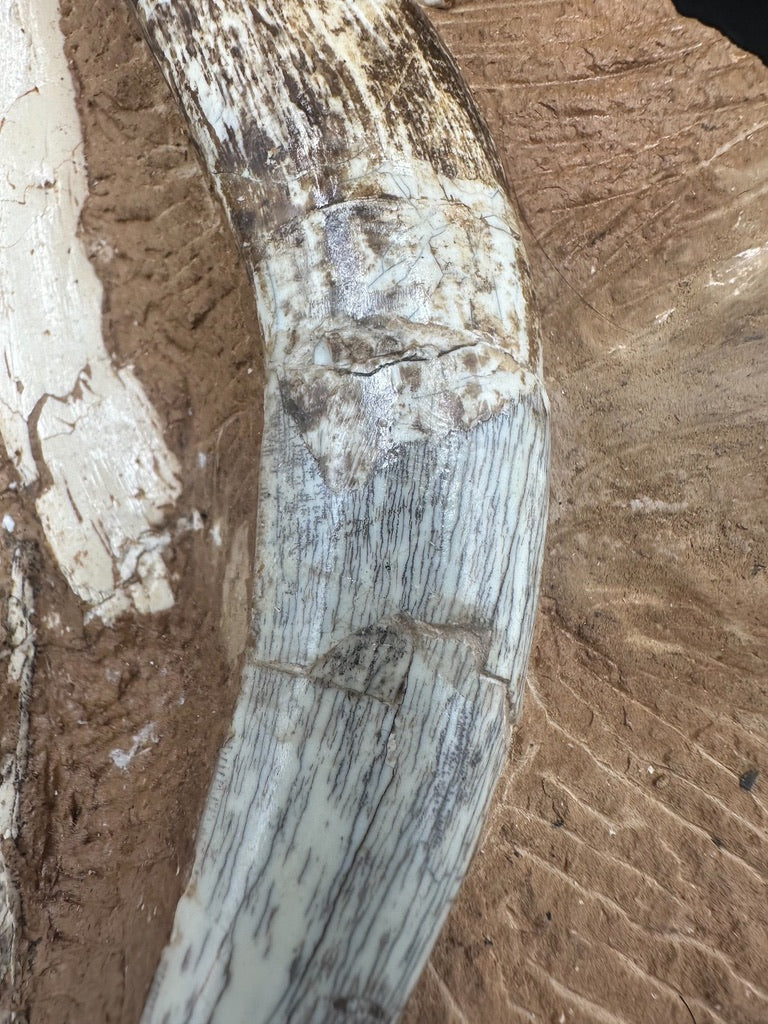 16CM - Megantereon Tooth Fossil