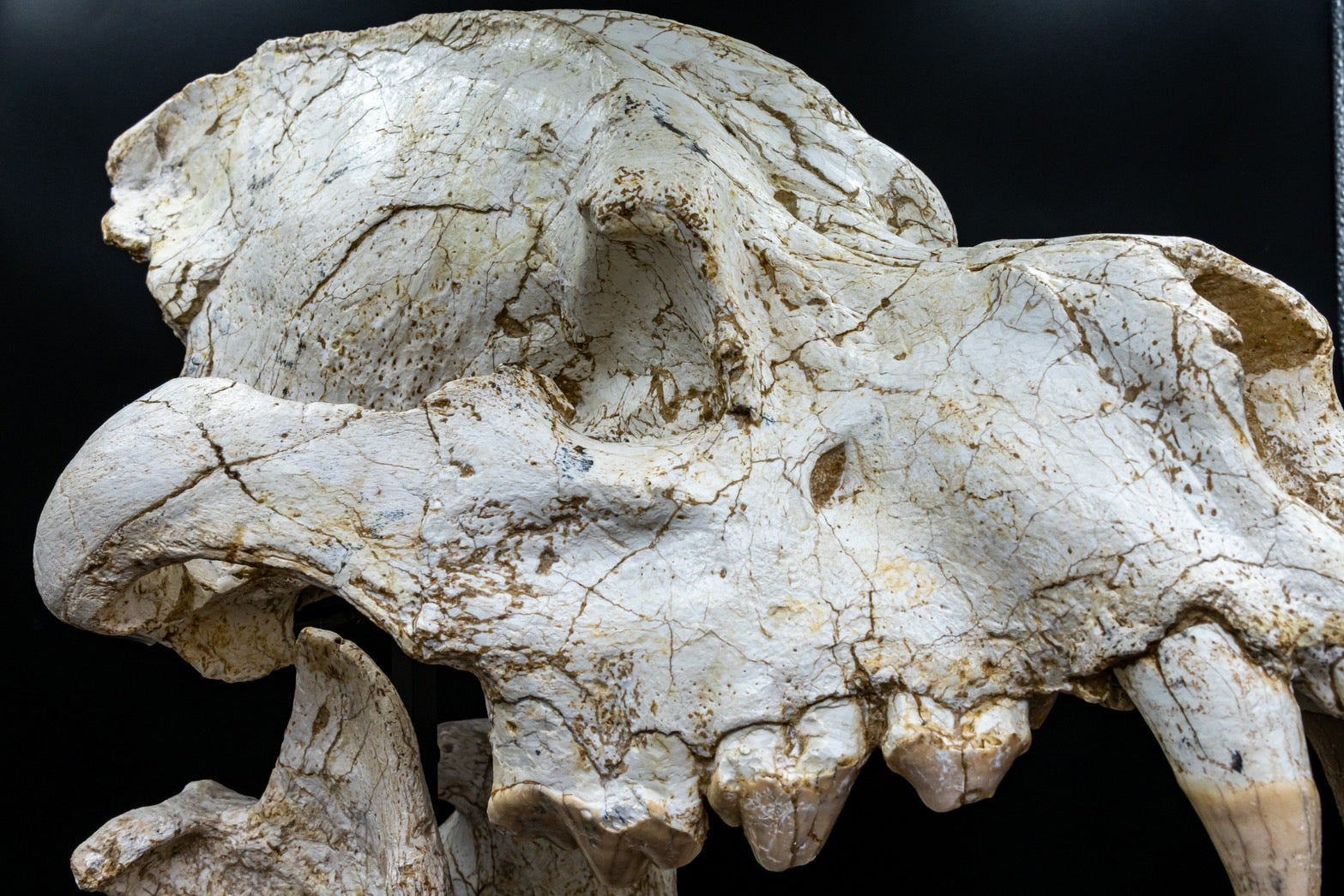 Giant Hyena (Pachycrocuta brevirostris) – Museum-Grade Complete Skull Fossil 50CM
